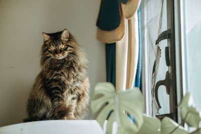 宠物 猫 猫科动物 朋友 动物 哺乳动物 物种 动物群