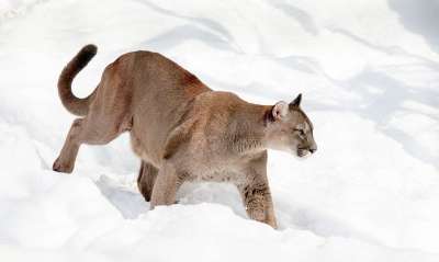美洲狮 山狮 大猫 捕食者 雪 动物园 危险的 危险 野猫