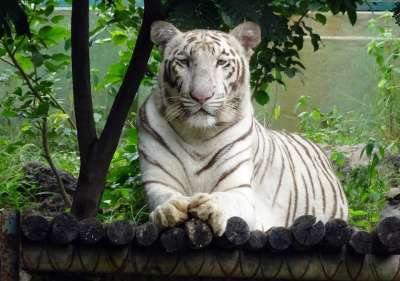 老虎 白色的老虎 猫 动物 野生动物 荒野 猫科动物 捕食者 大