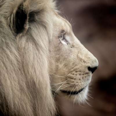 狮子 白狮子 大猫 鬃毛 眼睛 自然 壁纸 动物 捕食者