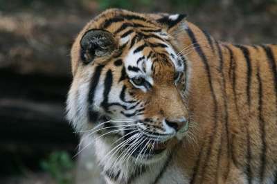 老虎 Amurtiger 捕食者 大猫 食肉动物 西伯利亚 猫