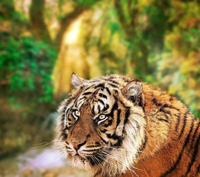 老虎 动物 森林 雨林 大猫 丛林 野猫 危险的 荒野