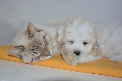 猫 狗 Nap