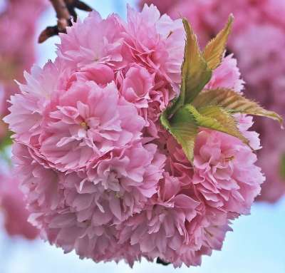 日本樱花盛开 日本樱桃 树 粉色的 春天 科 开花