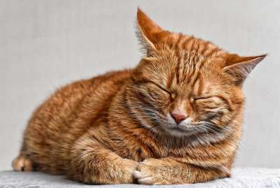 猫 宿醉 红色的 可爱的 鲭鱼 老虎 舒适 动物 家猫 毛皮