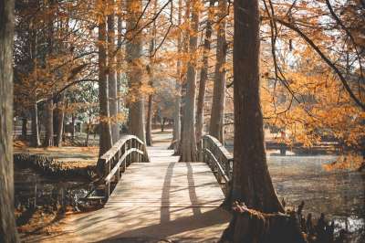 桥 公园 目睹 走 小路 旅行 景观 自然 户外 树