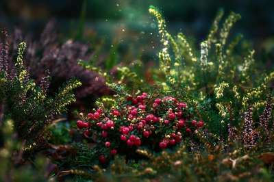 蔓越莓 水果 植物 葡萄藤 矮灌木 灰尘 花园 自然 特写