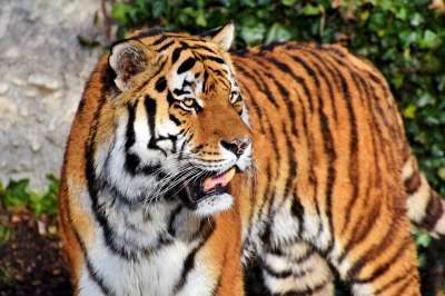老虎 大猫 捕食者 野猫 危险的 高贵 大华 野生动物 动物园