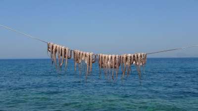 章鱼 海 海洋 水 动物 大海 自然 无脊椎动物 想像力