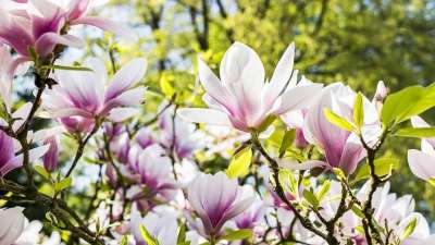 花 玉兰 自然 植物 花园 鲜花 花瓣 夏天 明亮的 颜色