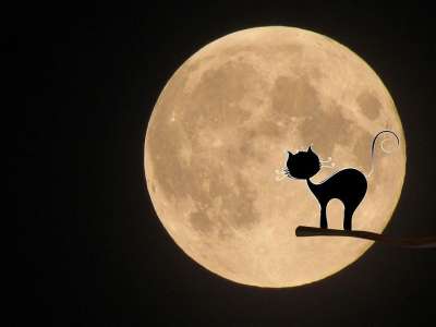月亮 猫 神秘 万圣节 黑猫 情绪