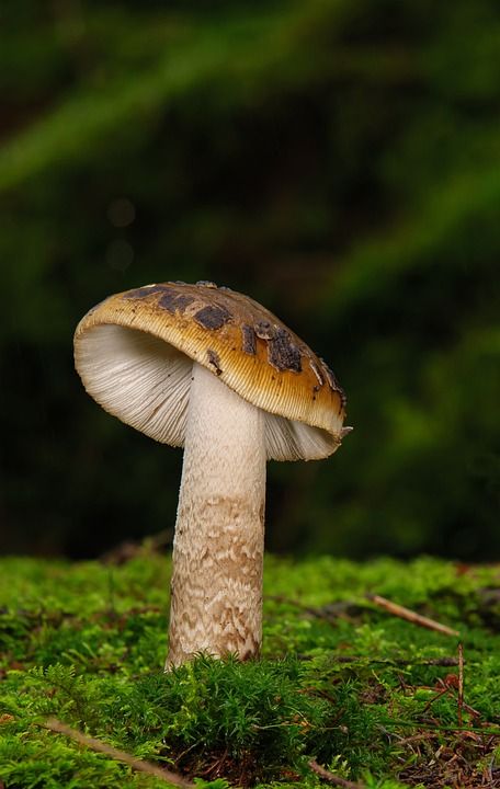 蘑菇 板条 光盘真菌 苔藓 森林 秋天时间 木耳