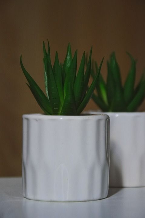 室内植物 家居装饰 植物