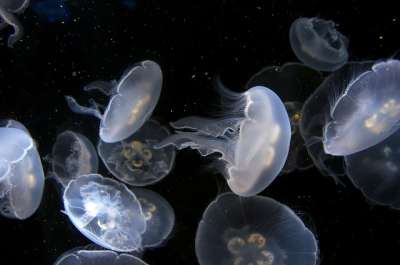 高清壁纸 海蜇 水族馆 水下 平静的 海上生活 果冻 放大背景