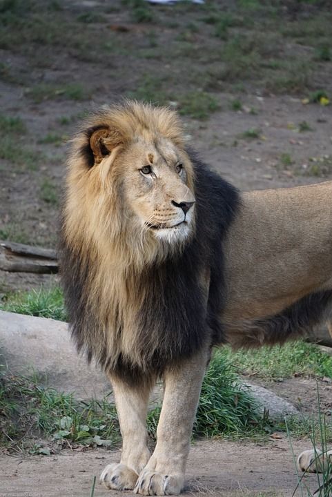 狮子 捕食者 鬃毛 非洲 动物园 大猫 野生动物 野生猫