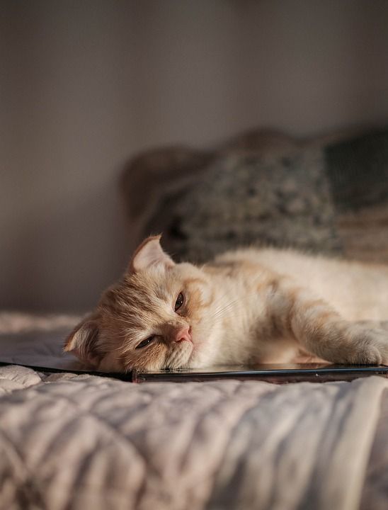 猫 宠物 小猫 猫科动物 动物 说谎 毛皮 基蒂 国内的