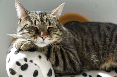 猫 老虎 安静的 家具 斑点狗 狗 Tigerle 猫脸 家猫
