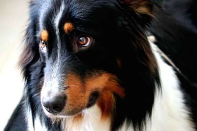 狗 澳大利亚牧羊犬 动物 牧羊犬 家畜 野生动物