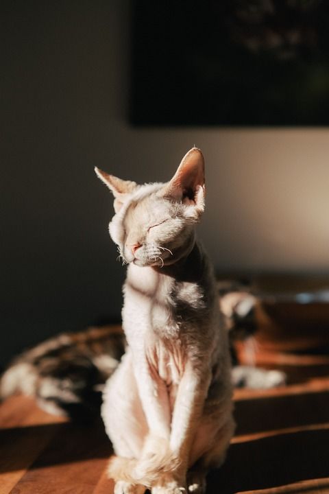 猫 狮身人面像猫 基蒂 猫科动物 可爱的 情绪 宠物 阴影 动物