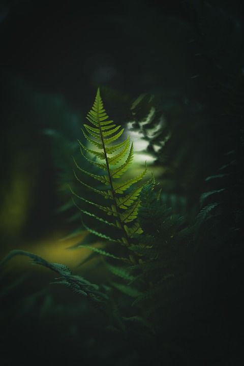 蕨类植物 叶子 植物 森林 特写 自然 树叶 丛林 植物 植物