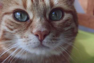 猫 红鲐鱼鱼骨 家猫 红色的 小猫 家畜 野生动物 猫脸 宿醉