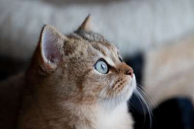 猫 宠物 动物 英国短毛猫 Bkh 虎斑猫 国内的 猫科动物