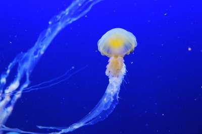 海蜇 动物 水下 海上的果冻 刺胞动物 海上生活 海洋生命 海