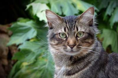 猫 猫科动物 猫的样子 猫眼 吉祥物 虎斑猫 看 绿色的眼睛