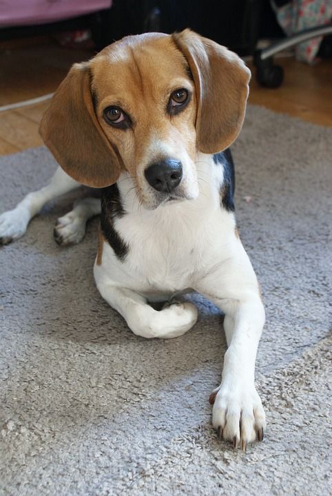 比格犬 狗 狗看