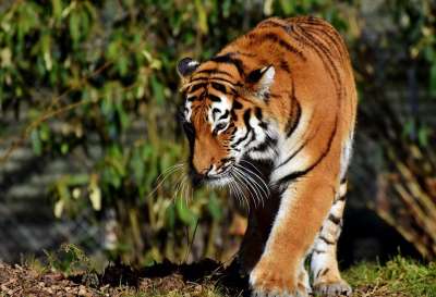 老虎 大猫 捕食者 野猫 虎头 舌头 危险的 高贵 大华