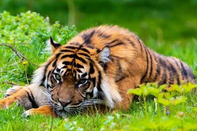 老虎 捕食者 自然 猫