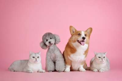 宠物 可爱 猫 狗