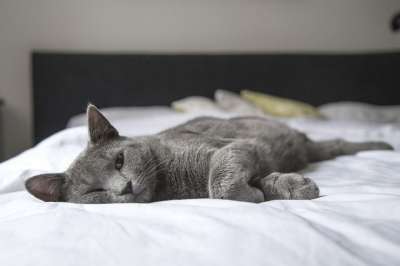 猫 躺着 床 卧室 基蒂 动物 家 国内的 宠物 猫科动物