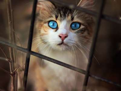 那只猫 美丽的 蓝眼睛 猫似的 有趣的 可爱的 动画 蓝眼睛