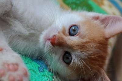 猫 猫宝宝 红色的 小的 家猫 猫孩子 小猫 可爱的 猫肖像