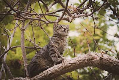 猫 宠物 分行 虎斑猫 动物 国内的猫 猫科动物 哺乳动物