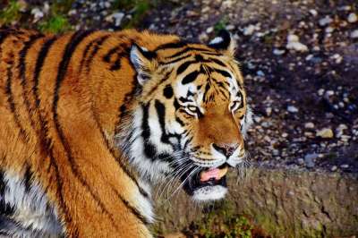 老虎 大猫 捕食者 野猫 虎头 舌头 危险的 高贵 大华