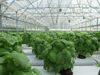 罗勒 温室 植物 食物 蔬菜 花园 有机的 新鲜 苗圃