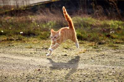 猫 小猫 红鲐鱼鱼骨 红猫 年轻的猫 猫宝宝 鲭鱼 猫男孩 草