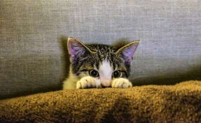 小猫 动物 宠物 爪子 胆小猫 长椅 棕色猫 棕色的动物