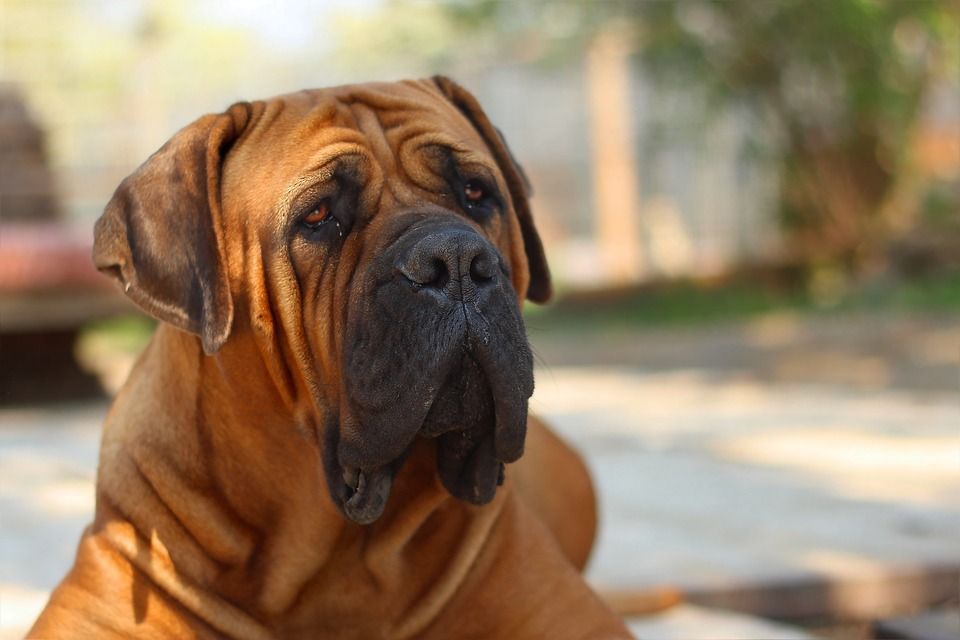 布尔布尔, 花生斗牛犬, 狗, 小狗, 獒, 动物, 哺乳动物, 兽