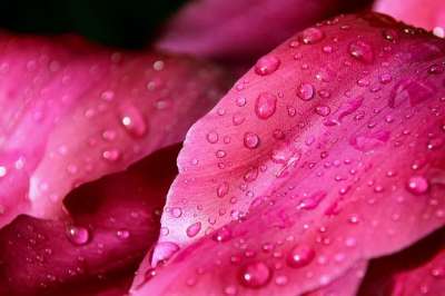 大自然壁纸 自然壁纸 高清壁纸 粉红色的花 花瓣 露滴 花 雨滴
