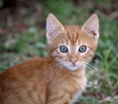 猫 家猫 家畜 小的 肖像 关闭 Katzenkopf 宿醉 脸