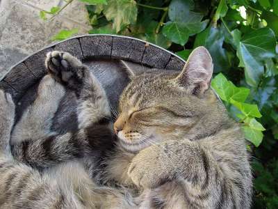猫 小猫 大花猫 家猫 宠物 睡眠 睡猫 放松