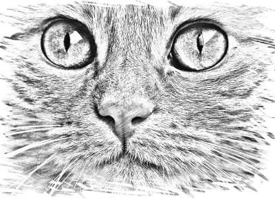 画画 猫 脸 眼睛 肖像