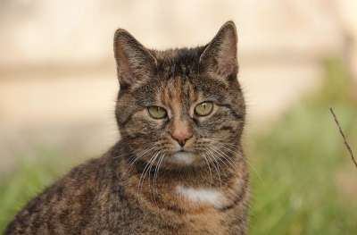 猫 关闭 看法 家猫 家畜 野生动物 鲭鱼 毛皮