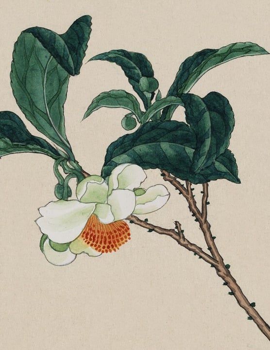 优质的 水彩 绘画 打印 绘 艺术 日本人 植物 自然 植物学