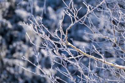 分行 雪 冬天 被雪覆盖 寒冷的 自然 雪 雪 雪 雪 雪