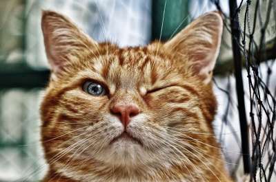 眨眼 有趣的 猫 鲭鱼 红色的 宠物 国内的猫 小猫 高清壁纸