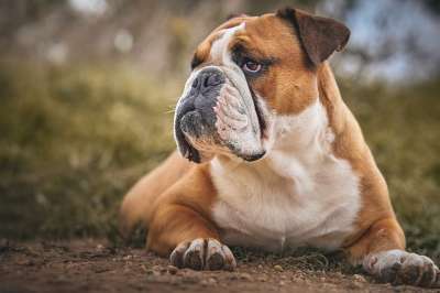 斗牛犬 动物 狗 自然 美丽 英国斗牛犬 莫洛斯 舒克尔